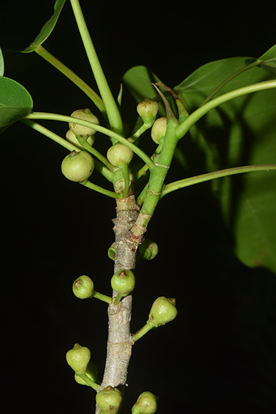Ficus citrifolia 6152